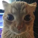 stare
