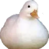 ducc