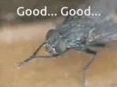 mischievousfly