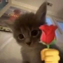 cat_rose