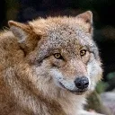 wolp