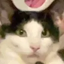 bug