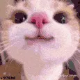 cutehi