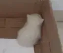 hide_cat