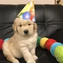 partydog