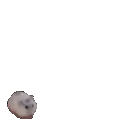hammyrun