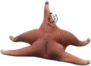 starfish_splits1
