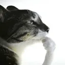 ragebait_cat