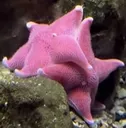 starfish_hug1