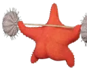 starfish_squad1