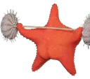 starfish_squad2