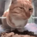 catsideeye
