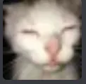bleh bleh