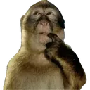 FS_monkey_think