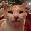 kute