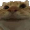 catyes