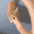 catgrab