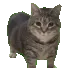 ec_cat_uiia