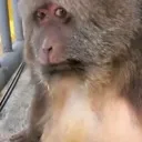 monkeysee
