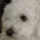 shezzememolesta