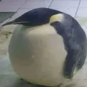 SkipperMoment