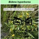 Chudweed
