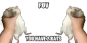 rats