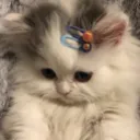 CutePaani CutePaani