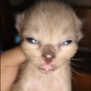 zunconscious_cat Discord emoji