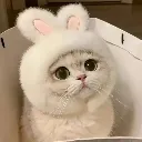 cutiecat