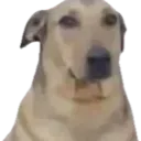 weirddog