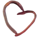 wormheart