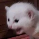 63858catkek