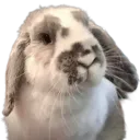 my_bunny