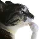 CatPonder