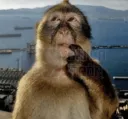 TEA_monkeythinking