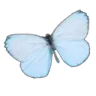 6_bluebutterfly