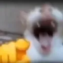 laughingcat