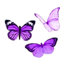 7_butterflys