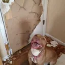 EATEDANDOOR