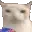 cateat