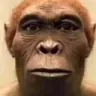 singe singe