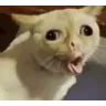 yakcat
