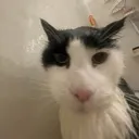 facebookcreature facebookcreature