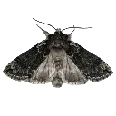 etbmoth