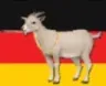 meingoat