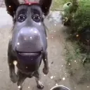 weirdlookingdonkey