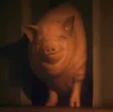 pig
