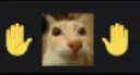 caughtcat
