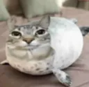 Gatofoca